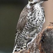 Arizona Woodpecker